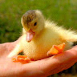 Meet your Posher, Alexa